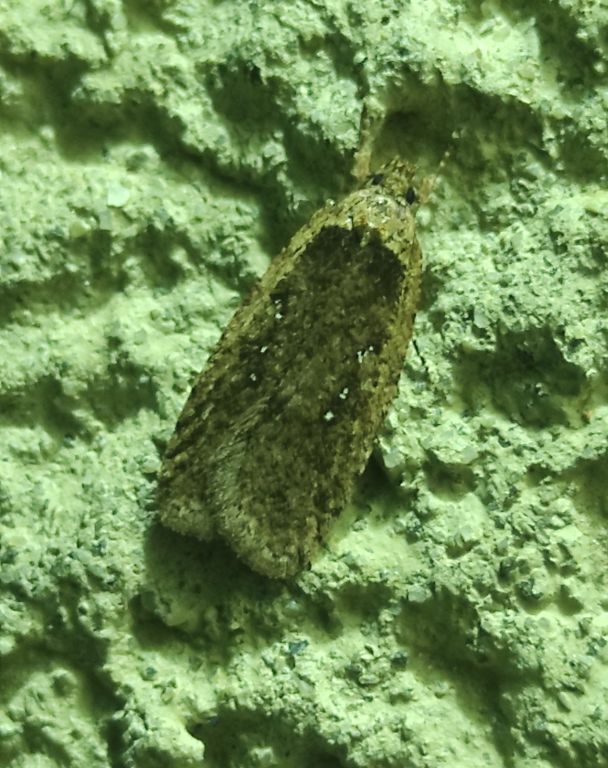 Lepidoptera Linnaeus, 1758