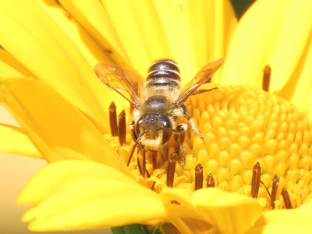 Apoidea