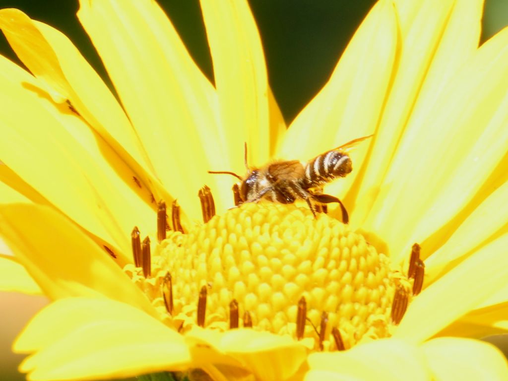 Apoidea