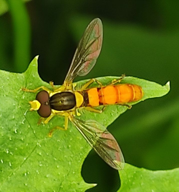Sphaerophoria scripta (Linnaeus, 1758)