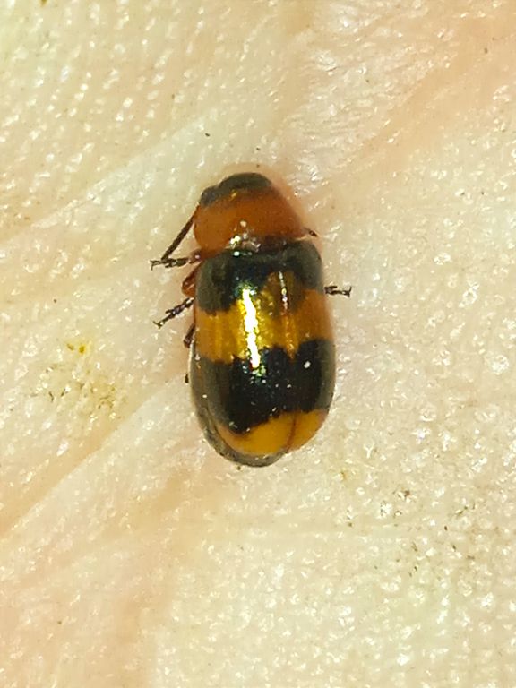 Coptocephala unifasciata (Scopoli, 1763)