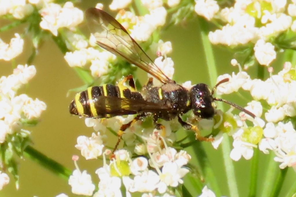 Cerceris