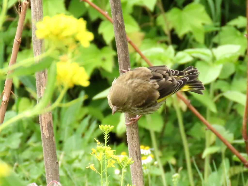 Chloris chloris (Linnaeus, 1758)