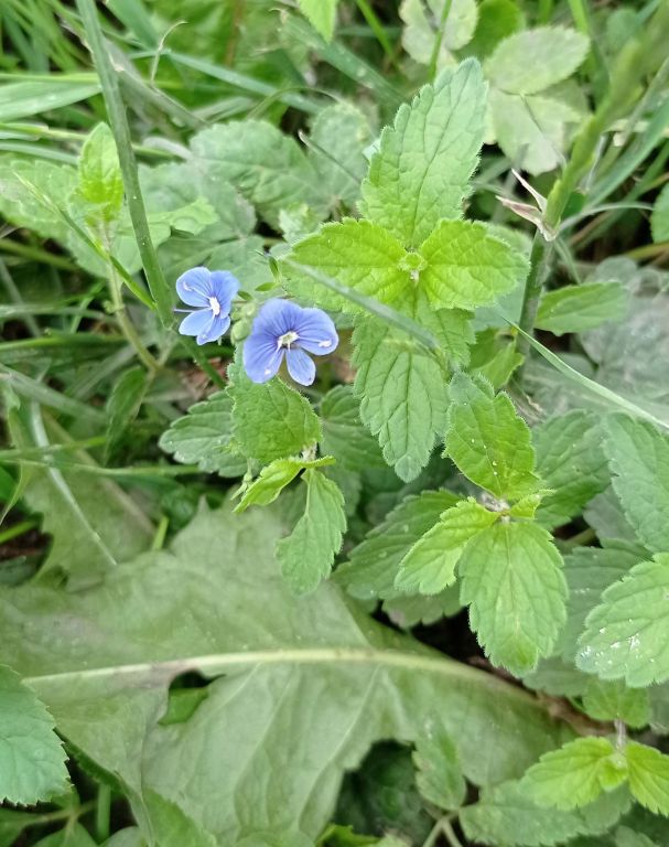 Veronica chamaedrys L.
