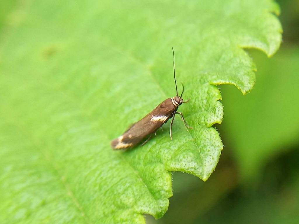 Lepidoptera Linnaeus, 1758