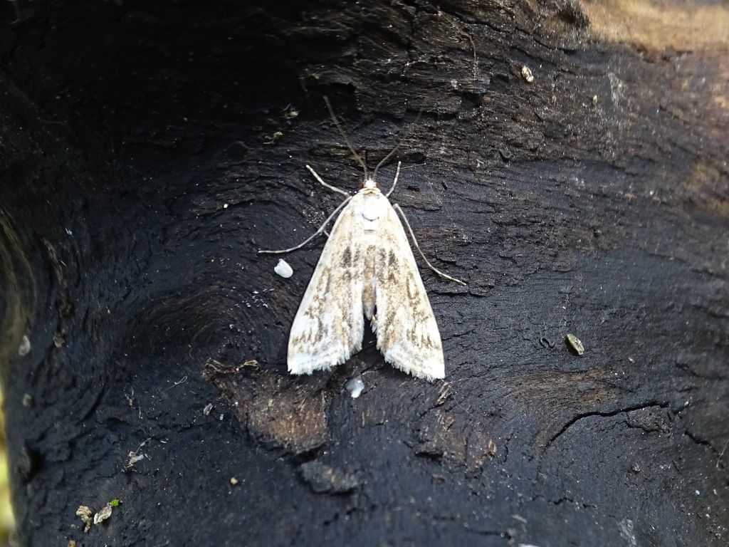 Lepidoptera Linnaeus, 1758