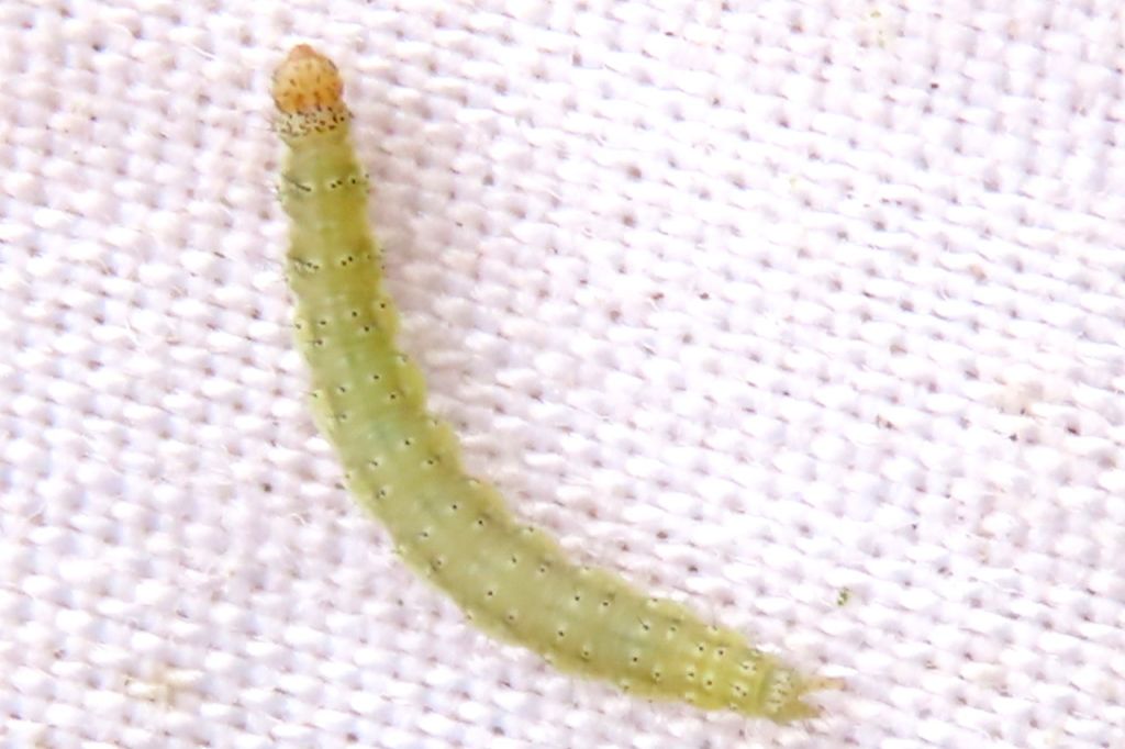 Lepidoptera Linnaeus, 1758