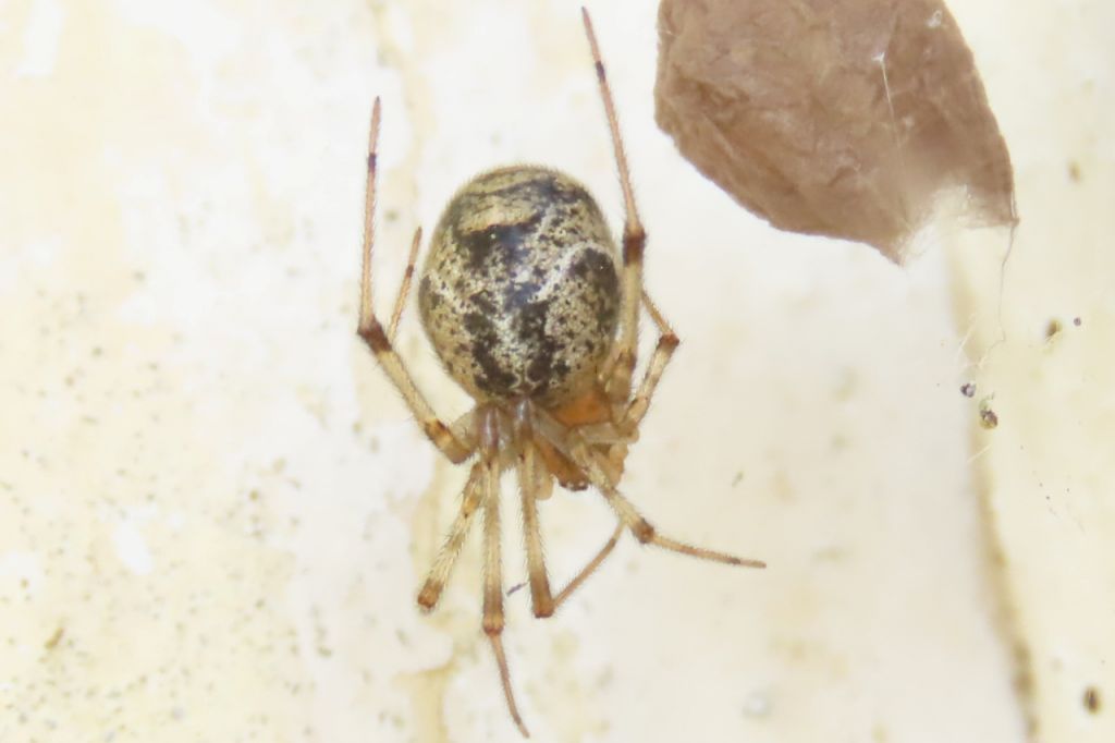Parasteatoda
