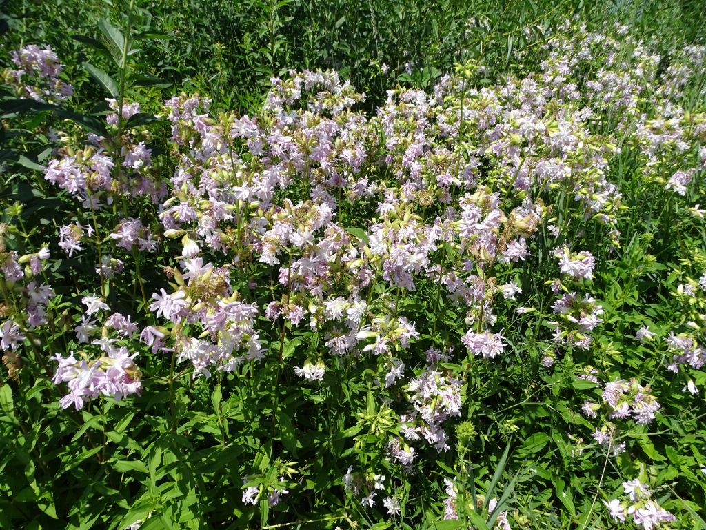 Saponaria officinalis L.