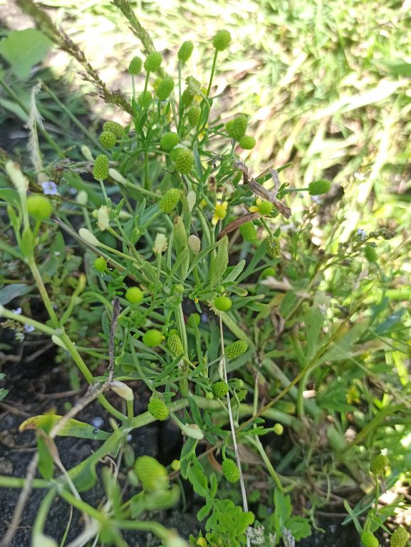 Plantae