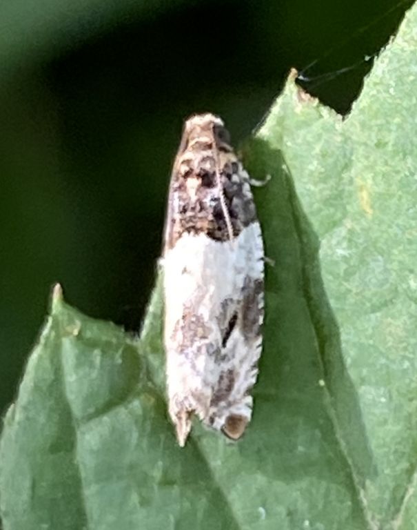 Lepidoptera Linnaeus, 1758