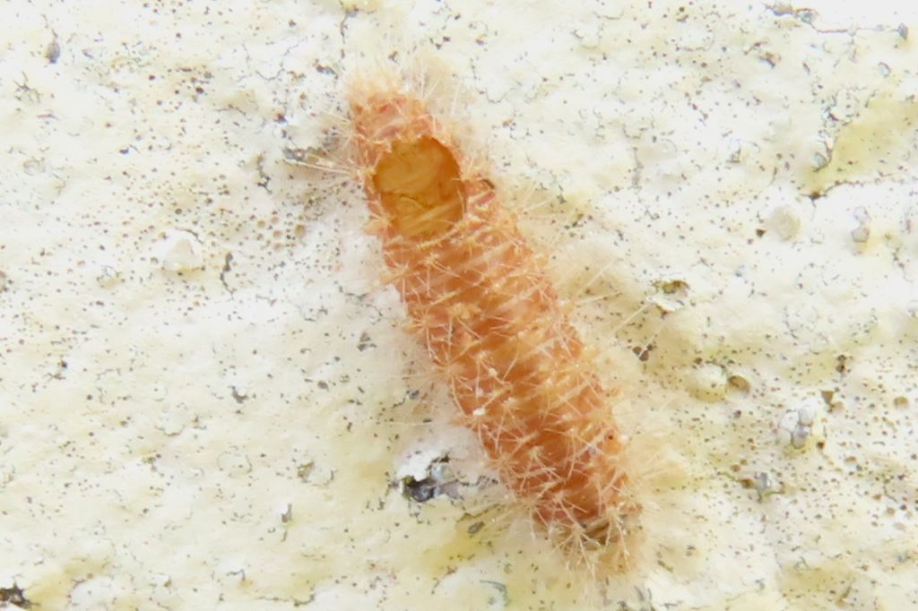 Insecta