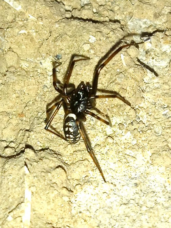 Steatoda albomaculata