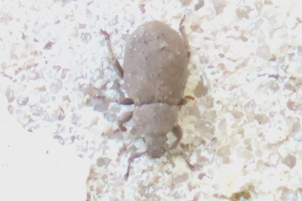 Insecta