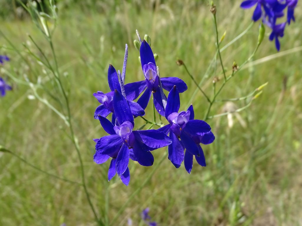 Delphinium consolida L.
