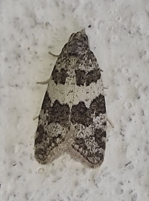 Lepidoptera Linnaeus, 1758