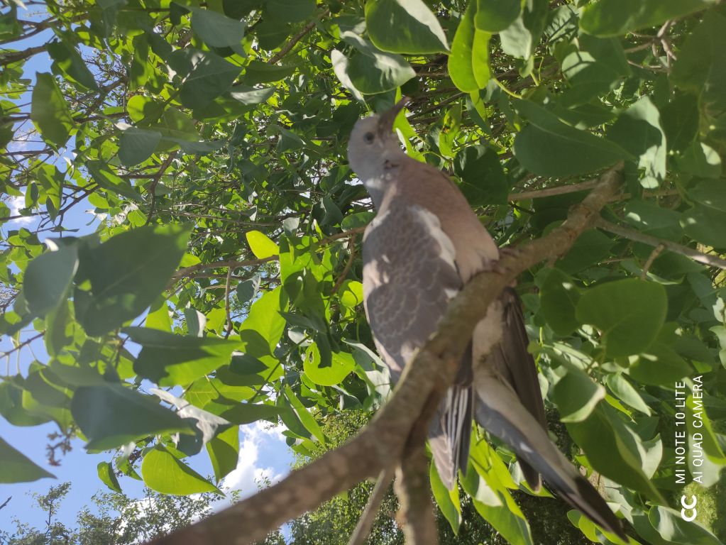 Columba palumbus Linnaeus, 1758