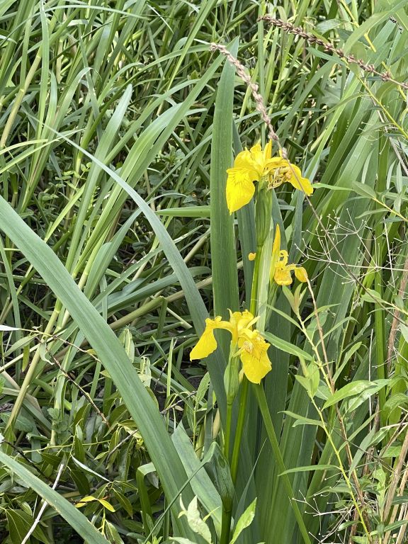 Iris pseudacorus L.