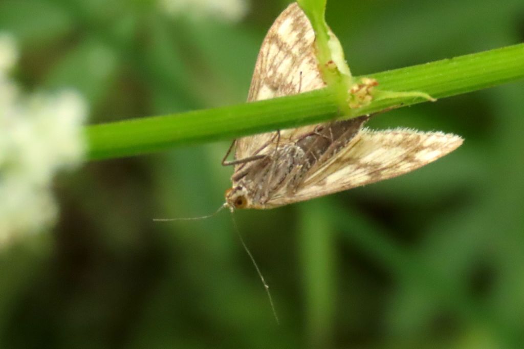 Lepidoptera Linnaeus, 1758