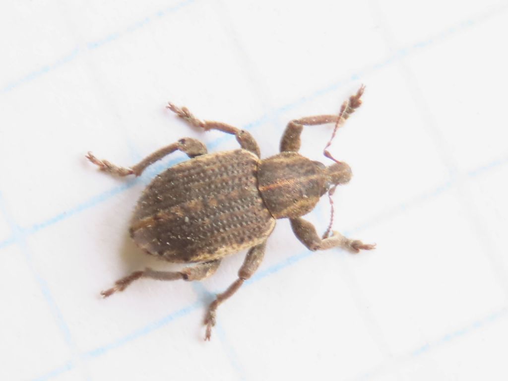 Brachypera (Antidonus) zoilus (Scopoli, 1763)