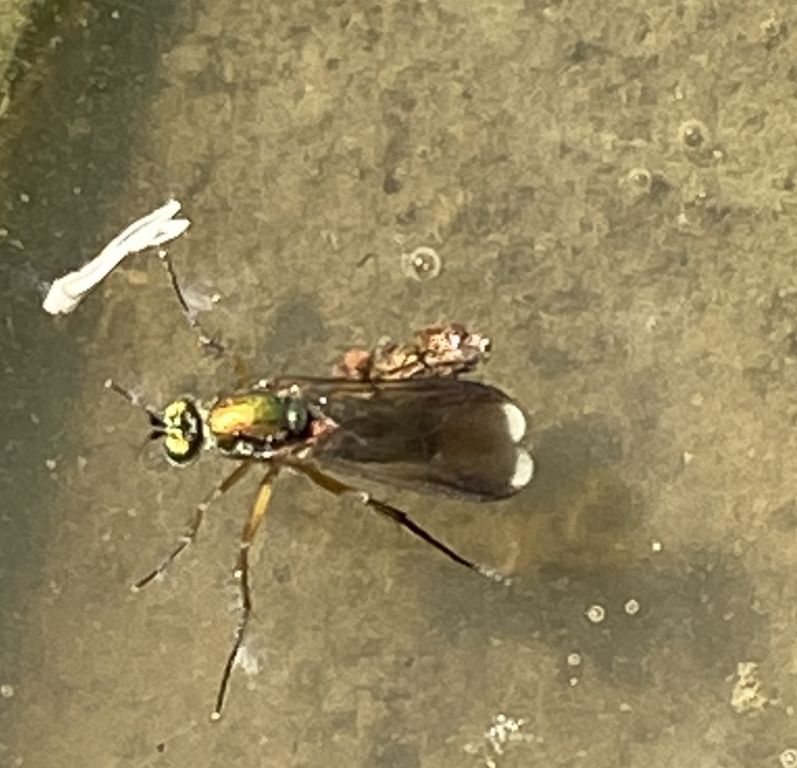 Poecilobothrus nobilitatus (Linnaeus, 1767)