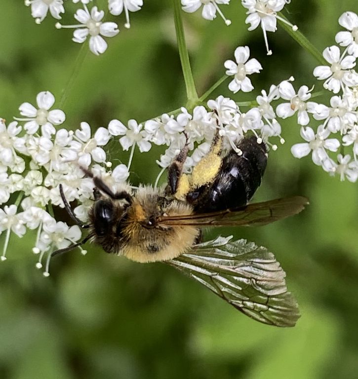 Apoidea