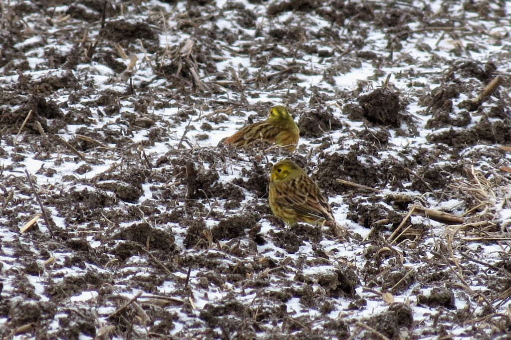 Emberiza citrinella Linnaeus, 1758