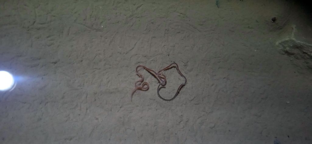 Nematomorpha