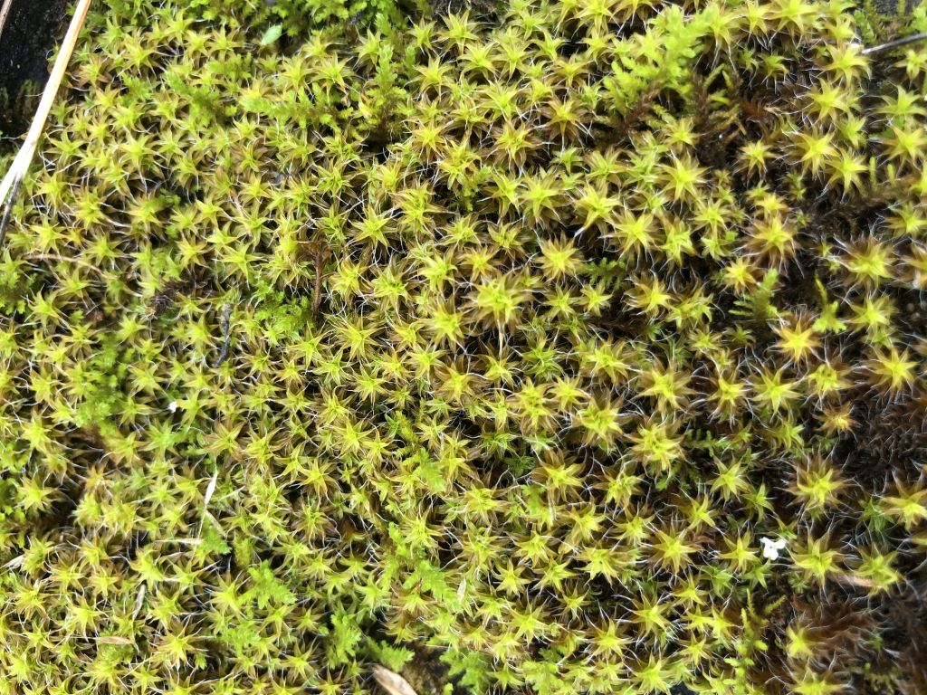 Syntrichia ruralis Weber & D.Mohr