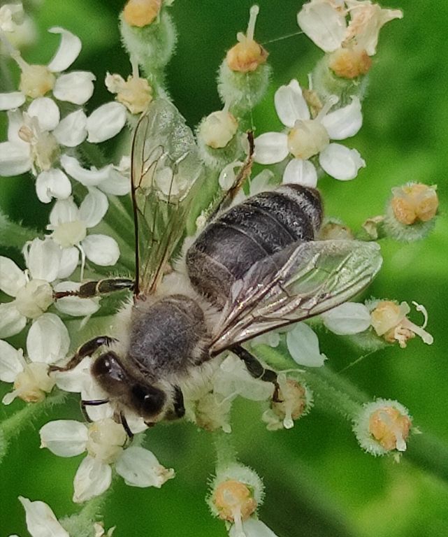 Apoidea