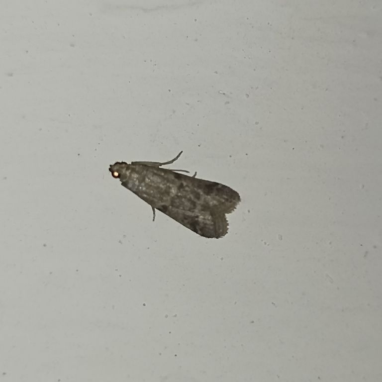Lepidoptera Linnaeus, 1758