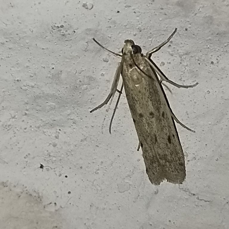 Lepidoptera Linnaeus, 1758