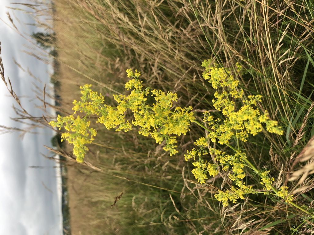 Galium verum L.