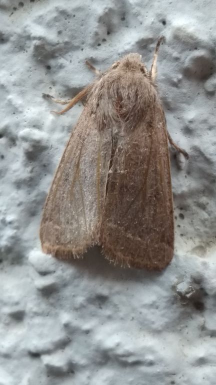 Orthosia (Monima) cerasi (Fabricius, 1775)