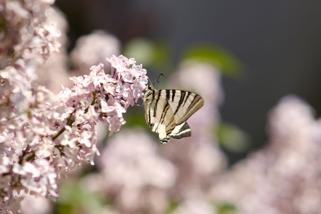Iphiclides podalirius (Linnaeus, 1758)