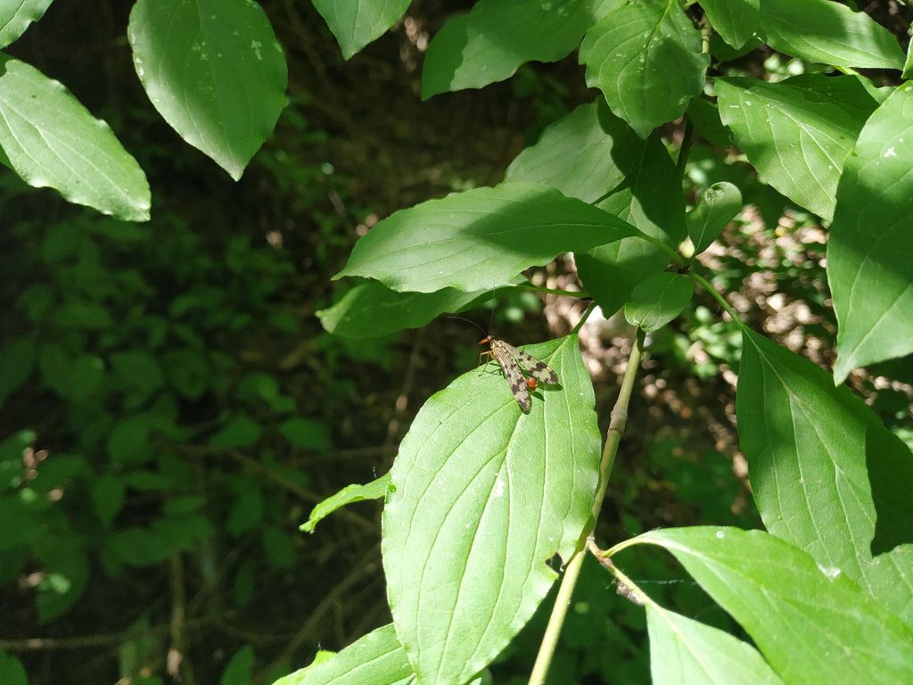 Insecta