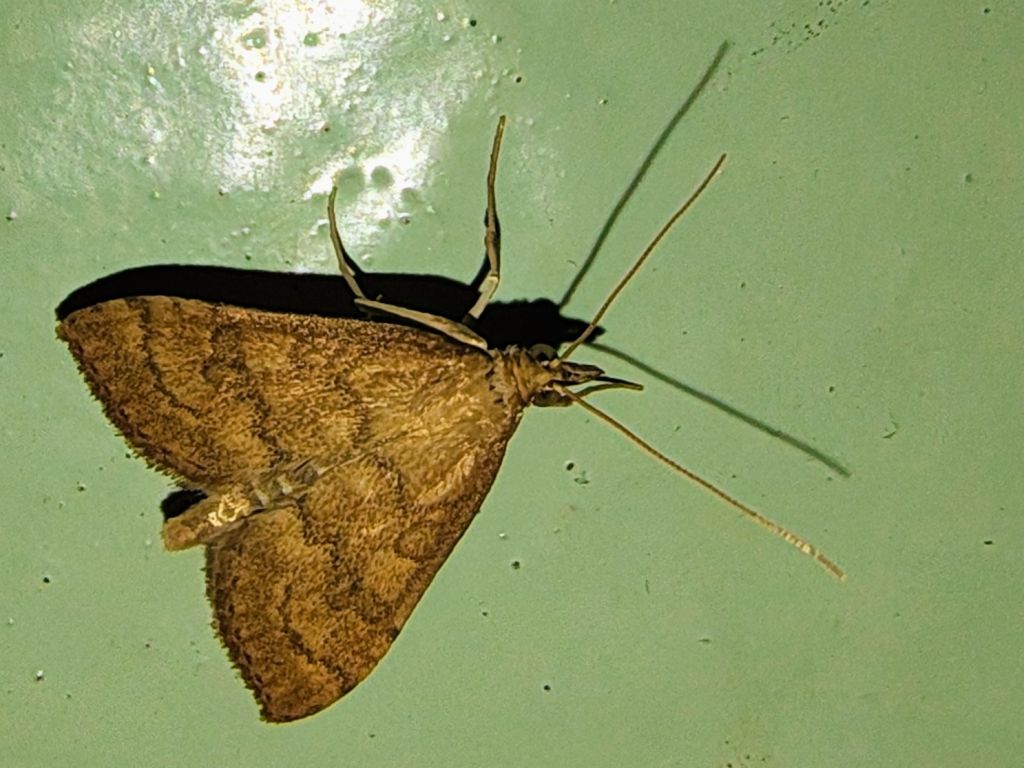 Lepidoptera Linnaeus, 1758