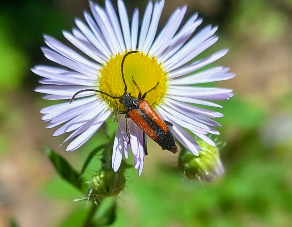 Stenurella (Stenurella) melanura (Linnaeus, 1758)