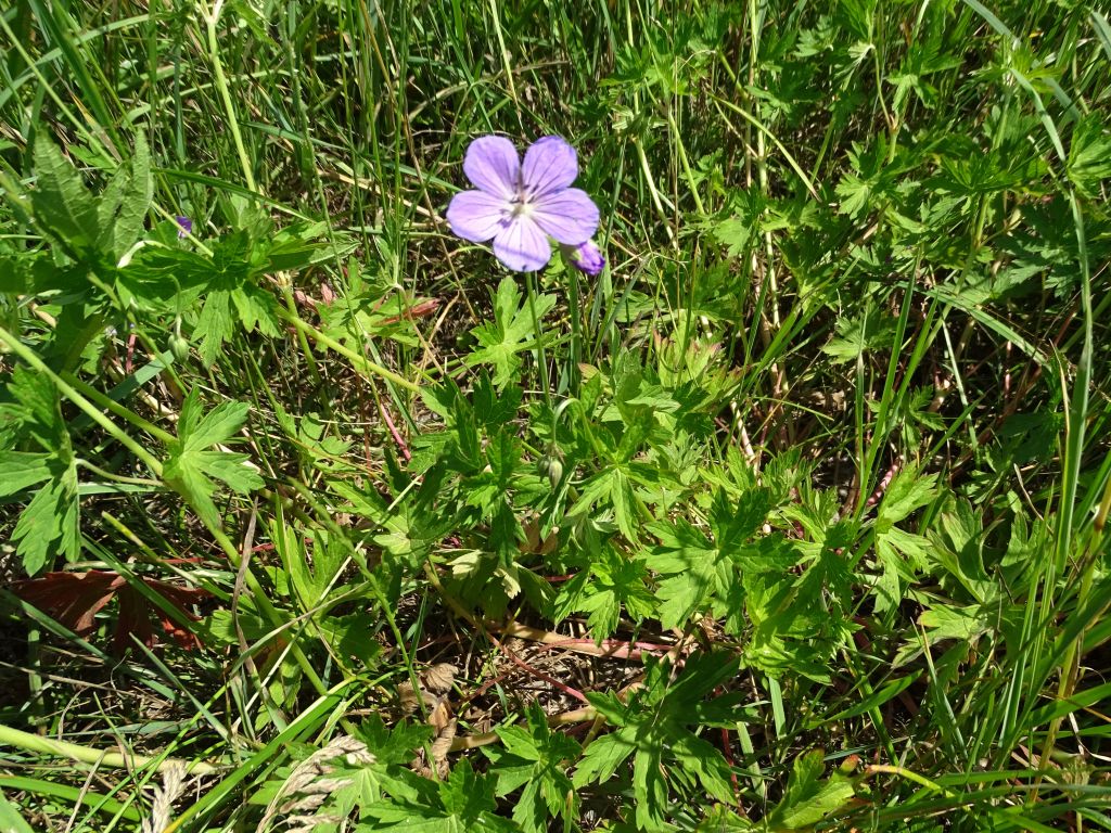 Geranium collinum Stephan ex Willd.