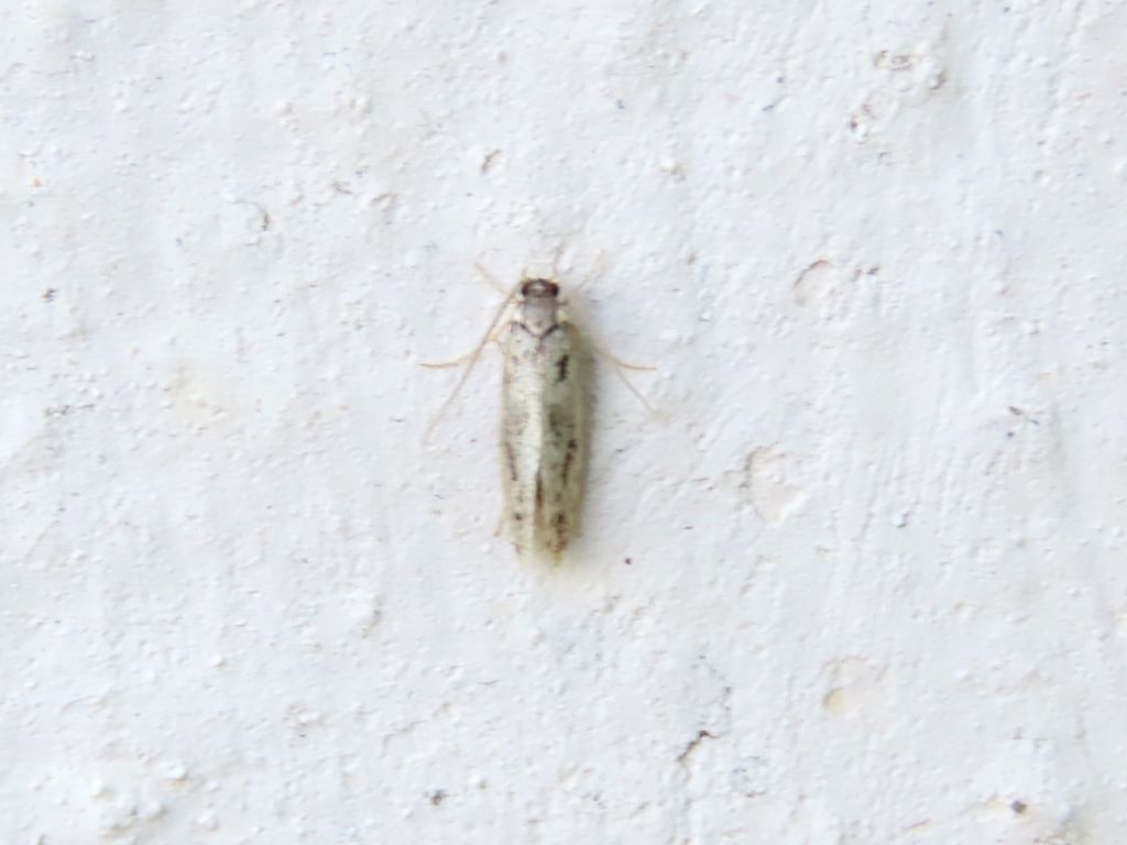 Lepidoptera Linnaeus, 1758