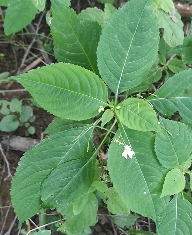 Impatiens parviflora DC.