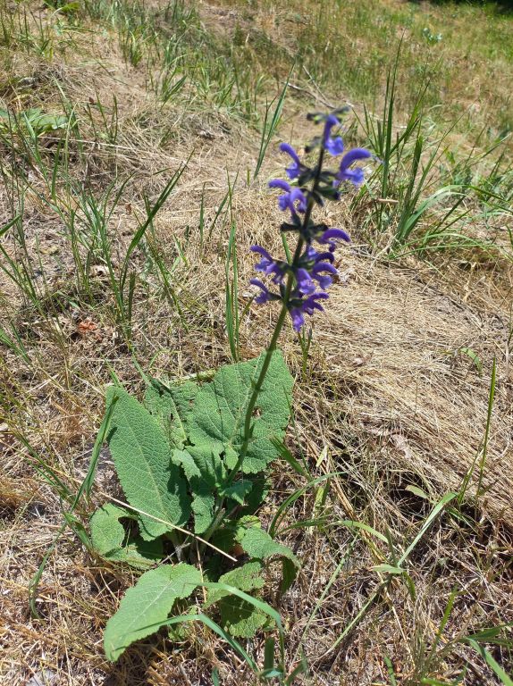 Salvia pratensis L.