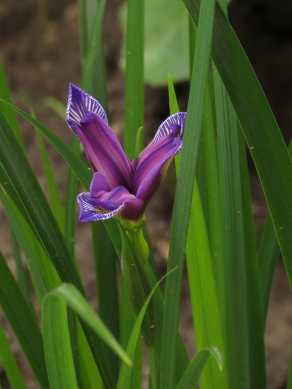 Iris graminea L.