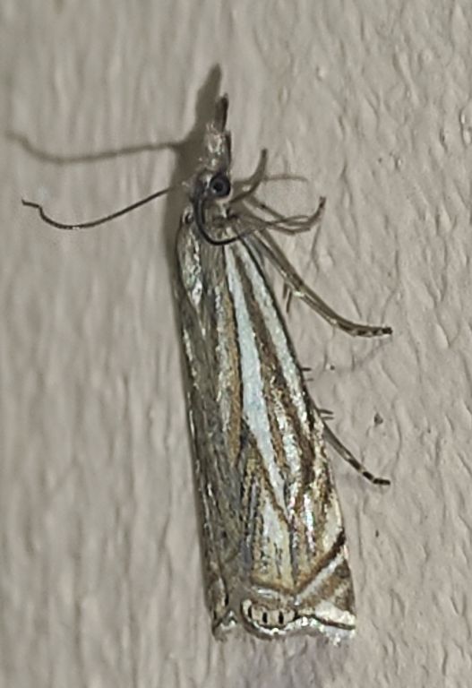 Lepidoptera Linnaeus, 1758