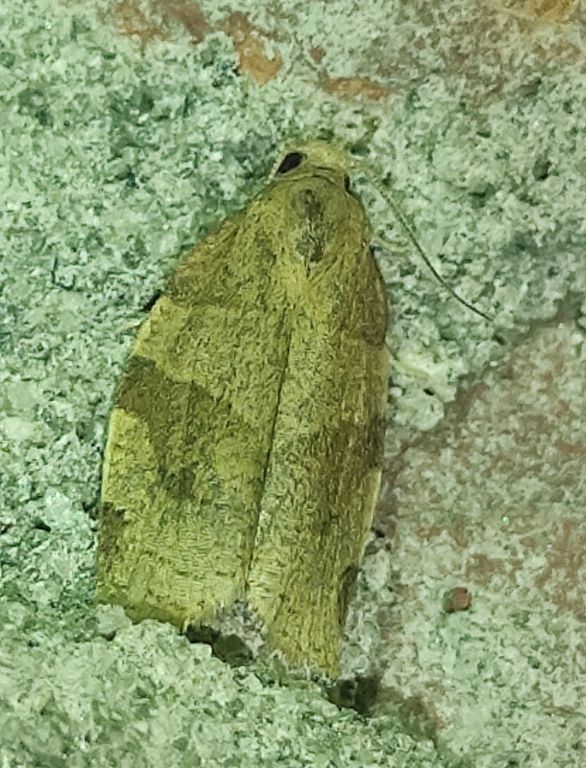 Lepidoptera Linnaeus, 1758