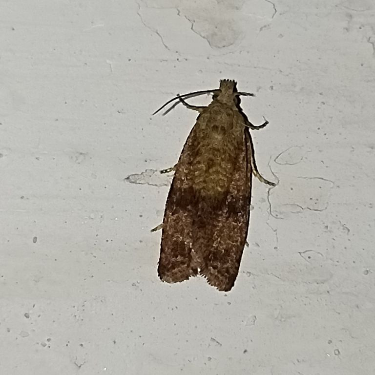 Lepidoptera Linnaeus, 1758