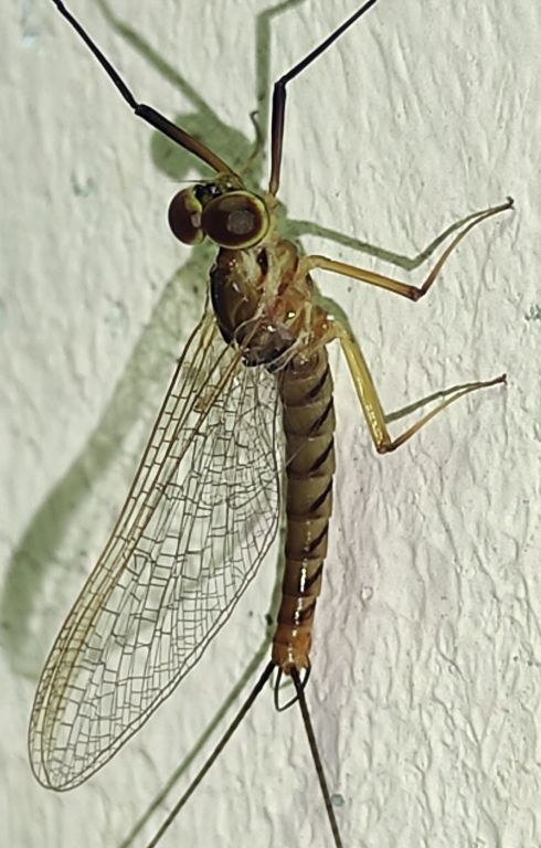 Ecdyonurus aurantiacus (Burmeister, 1839)