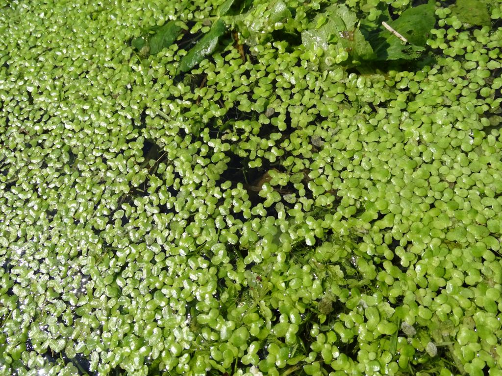 Lemna minor L.
