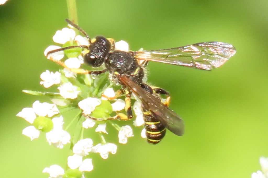 Cerceris arenaria (Linnaeus, 1758)