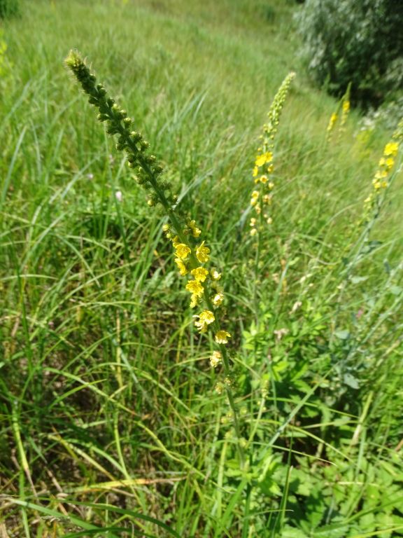 Agrimonia eupatoria L.